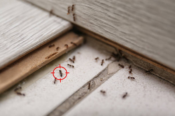 Best Local Pest Control Services  in Alamo, CA