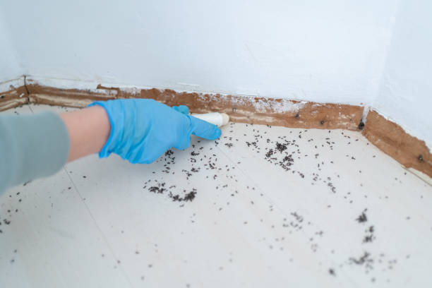 Pest Control for Restaurants in Alamo, CA
